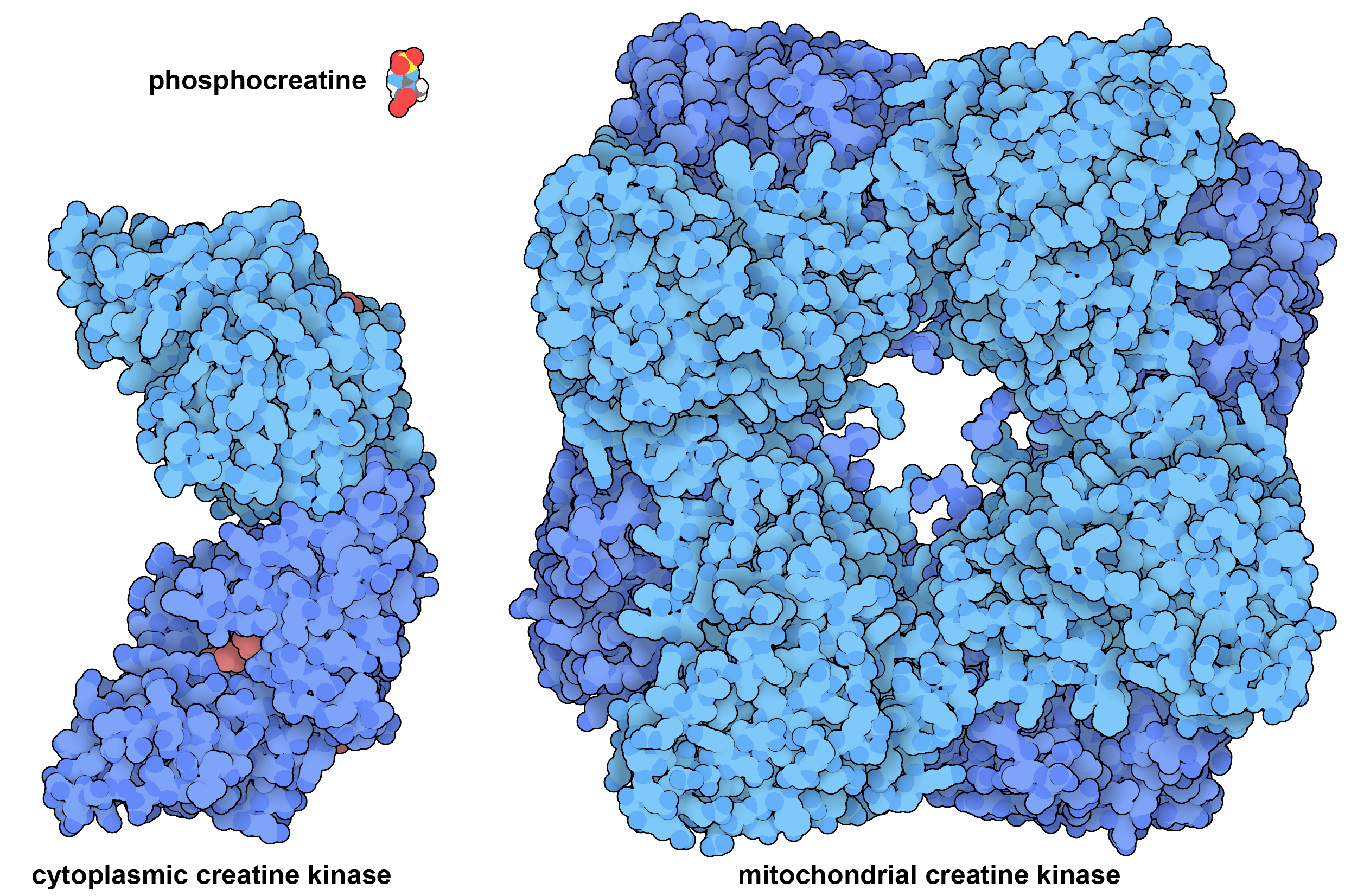 Snail protein from PDB entry 3w5k