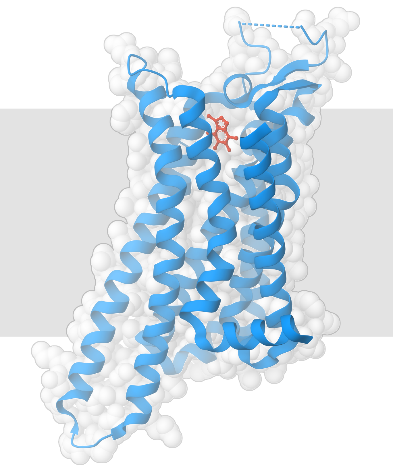 Extracellular domain of HER2 bound to two therapeutic antibodies: pertuzumab and trastuzumab (left) Ras protein protein with Sotorasib in the active site (right)