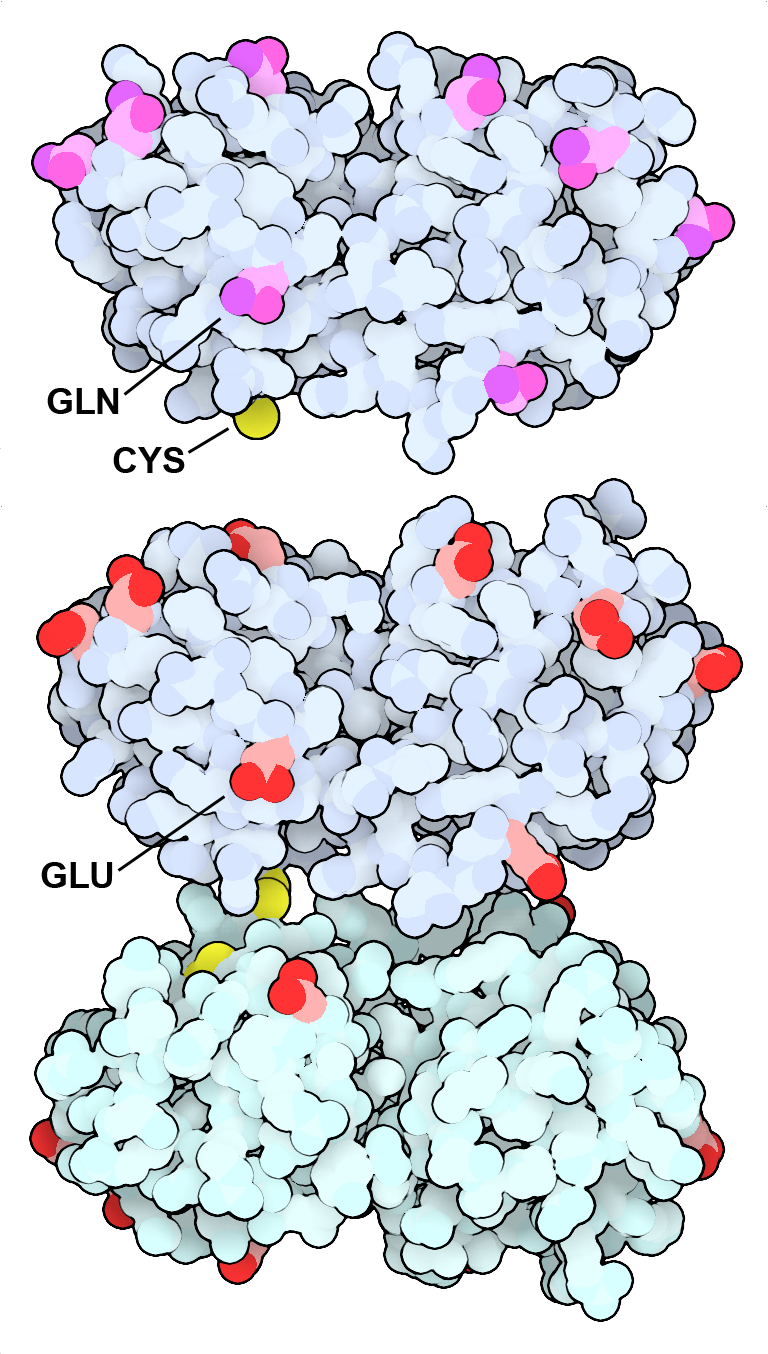 Extracellular domain of HER2 bound to two therapeutic antibodies: pertuzumab and trastuzumab (left) Ras protein protein with Sotorasib in the active site (right)