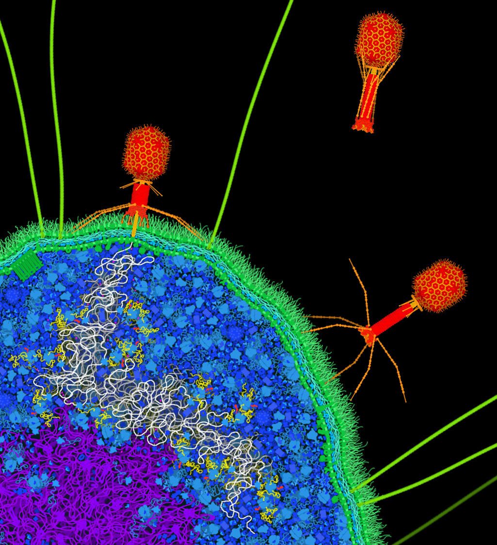 PDB-101: Learn: Exploring the Structural Biology of Viruses