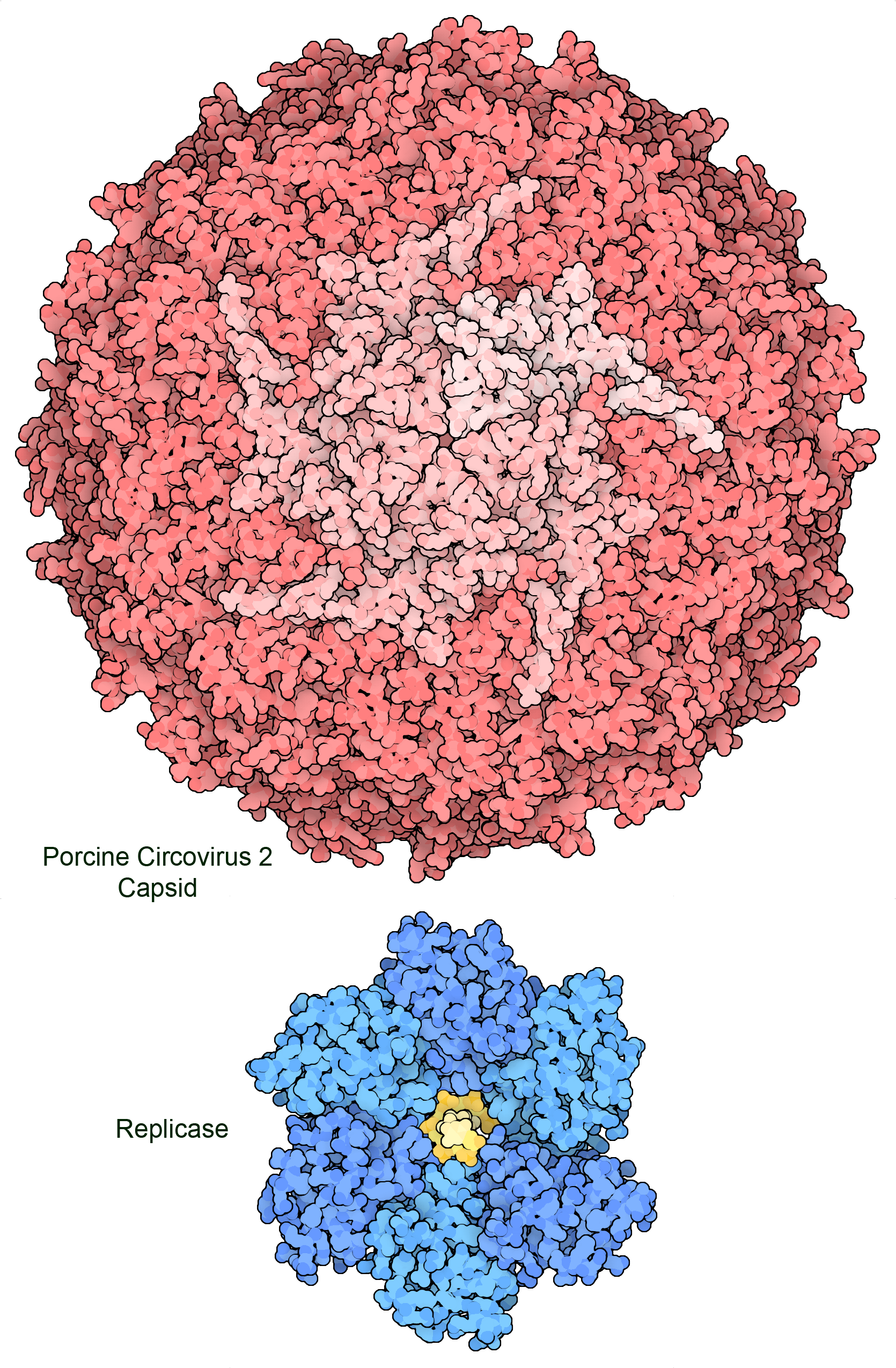 Viral genomes encode a limited set of proteins