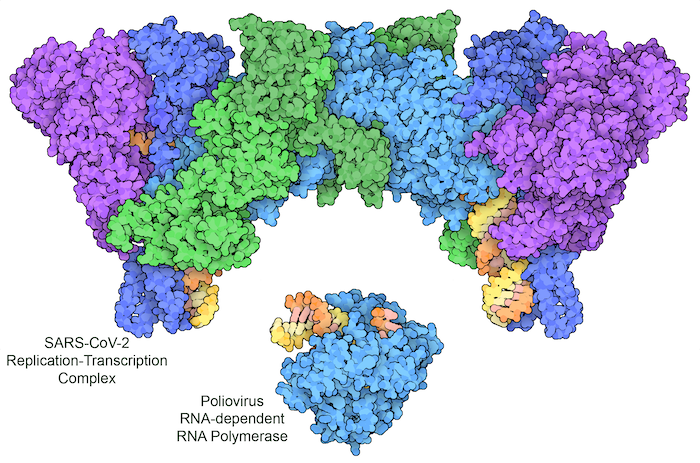 <I>Poliovirus uses a single protein to replicate its RNA genome (bottom, with RNA template strand in orange and new RNA strand in yellow). SARS-CoV-2 encodes a multipart complex, including a polymerase (turquoise) and helper proteins (darker blue), a helicase (purple), and a proofreading enzyme (green), which together replicate the RNA genome and add a characteristic cap group to the end of some copies to make a messenger RNA. PDB ID 3ol8 and 7egq.</I>