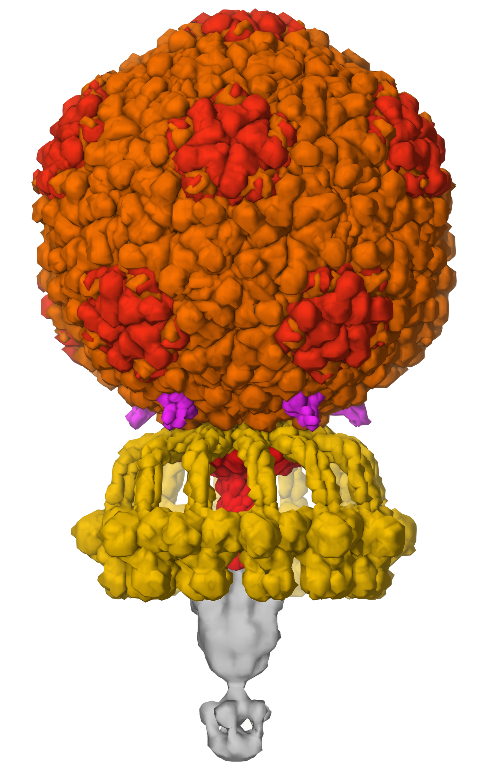  Most viruses protect and deliver their genomes in symmetrical capsid