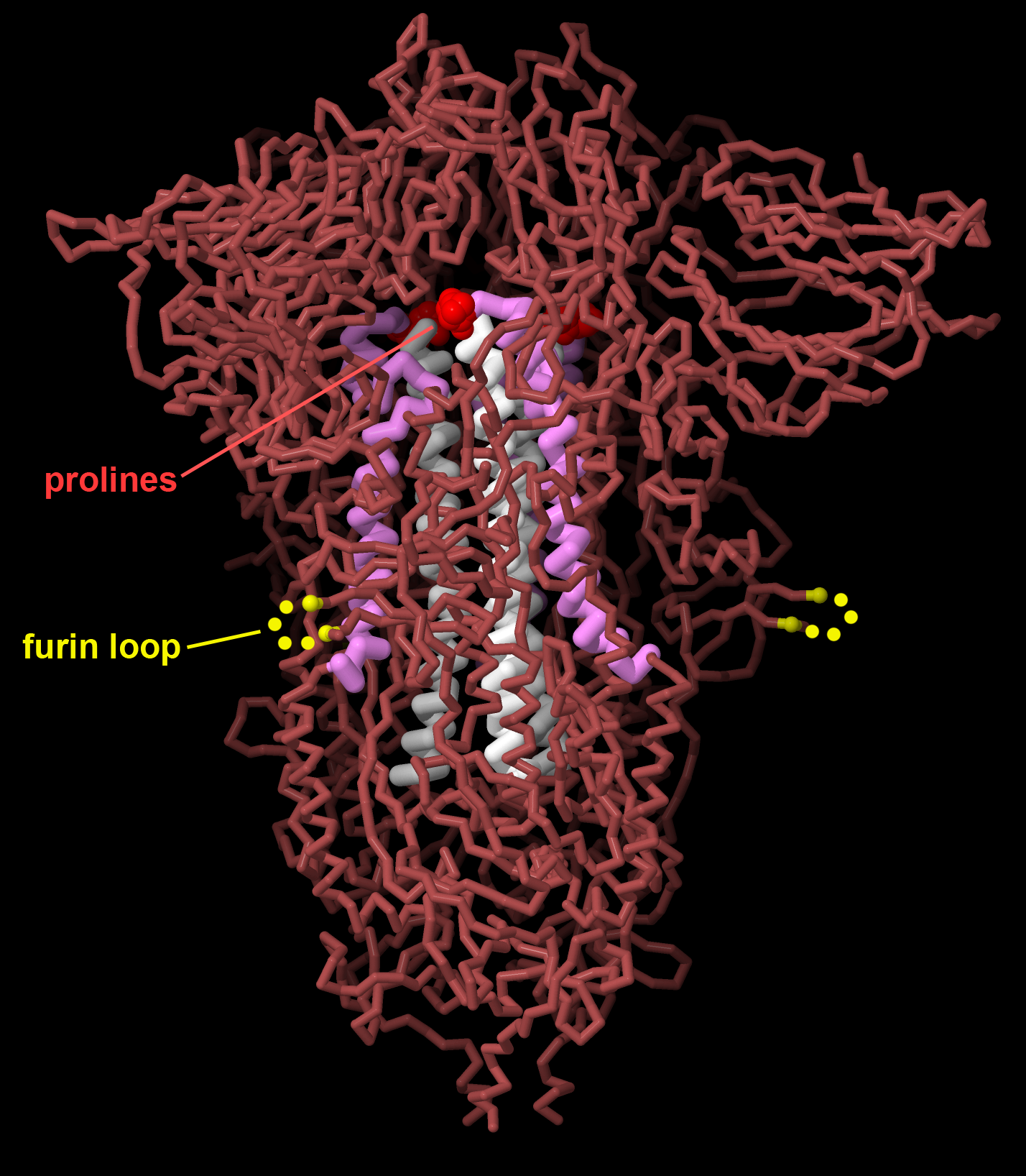 Vaccines help the immune system fight viral infection