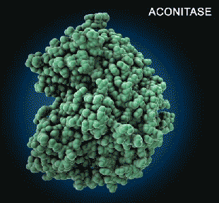 The enzyme aconitase is a key player in the central pathway of energy production. As part of the citric acid cycle, it converts citrate into isocitrate.