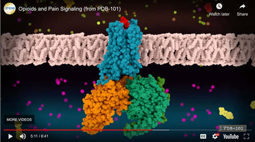 Screenshot from Opioids and Pain Signaling