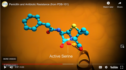 Screenshot from Penicillin and Antibitic Resistance