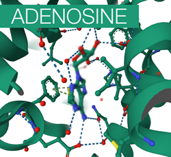 Adenosine binding site