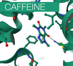 Caffeine binding site
