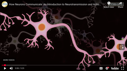 Screenshot from How Neurons Communicate video
