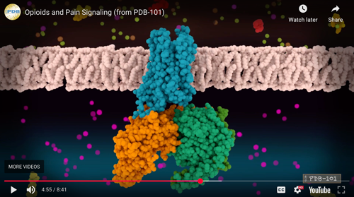 Screenshot from video Opioids and Pain Signaling