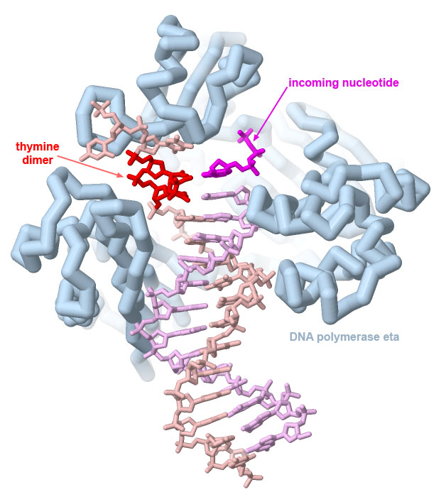 DNA polymerase eta from PDB entry 1rys