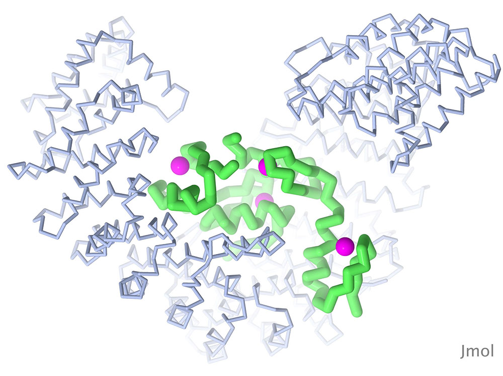 Snail protein from PDB entry 3w5k
