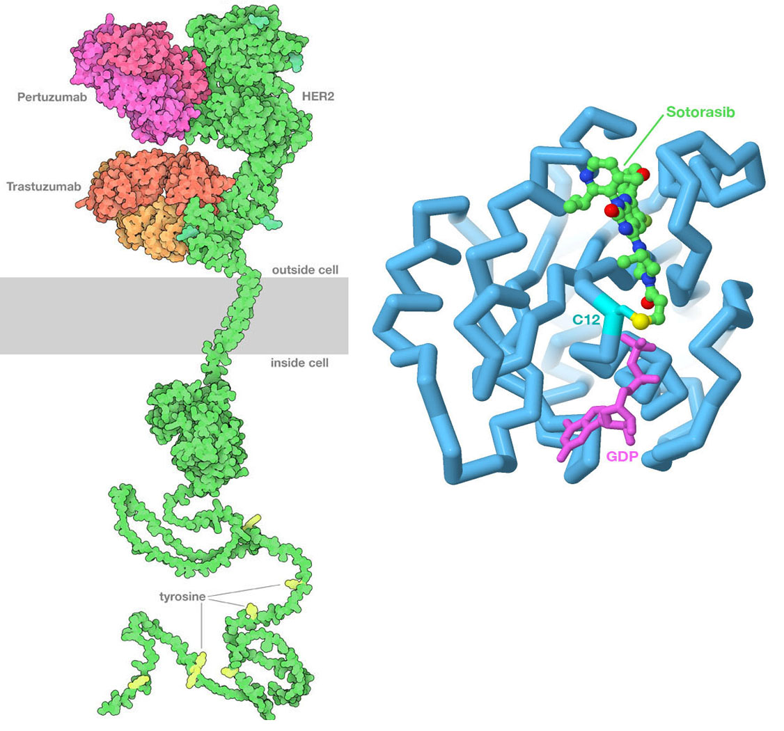 Extracellular domain of HER2 bound to two therapeutic antibodies: pertuzumab and trastuzumab (left) Ras protein protein with Sotorasib in the active site (right)