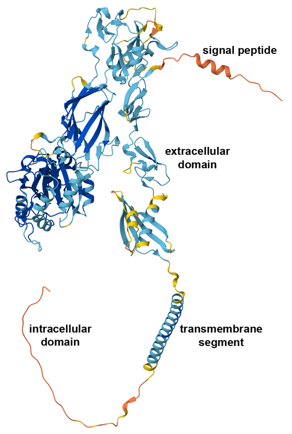 CSM of integrin beta, a cell-surface protein involved in cellular adhesion (AF_AFL7RT22F1)