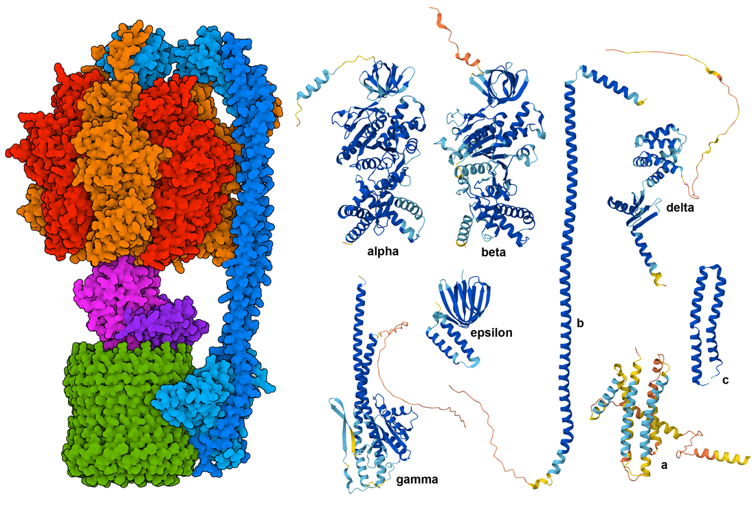 <I>The experimental structure of chloroplast ATP synthase from spinach is shown on the left (PDB ID 6fkf). No experimental structure is currently available for the model organism Arabidopsis thaliana, but computed structure models of the individual protein subunits have been predicted using AlphaFold2, as shown on the right.</I>