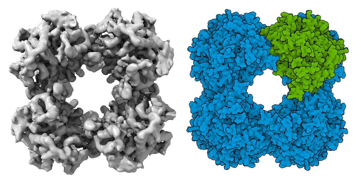 The experimental structure of chloroplast ATP synthase from spinach on the left with corresponding AlphaFold2 models for each chain for Arabidopsis thaliana on the right