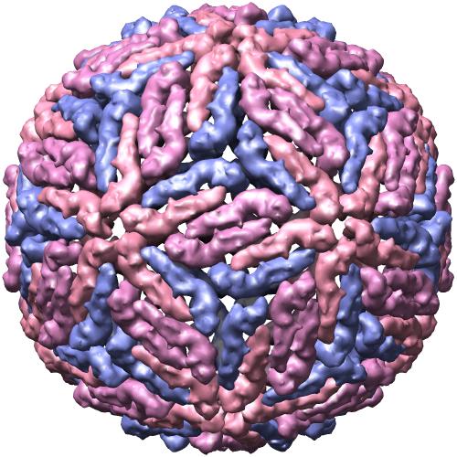 dengue fever virus structure