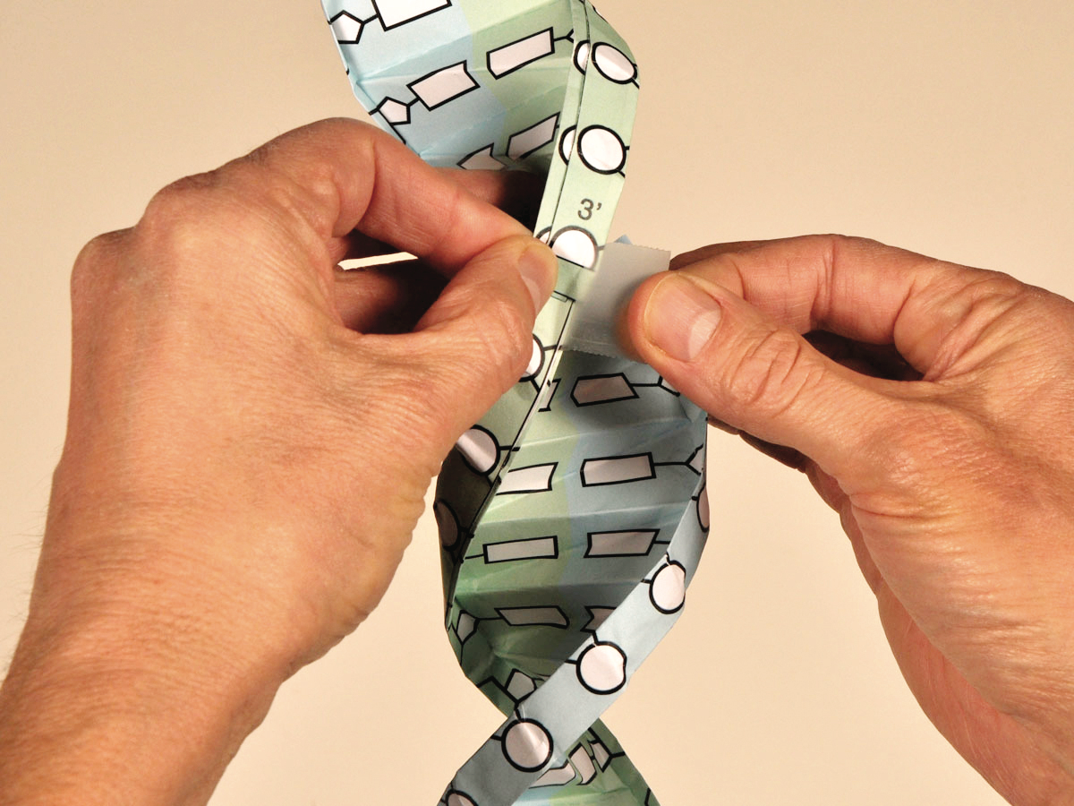 Pdb Learn Paper Models Dna