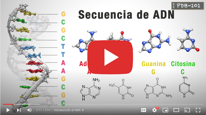 Screenshot from the Spanish version of the DNA folding tutorial