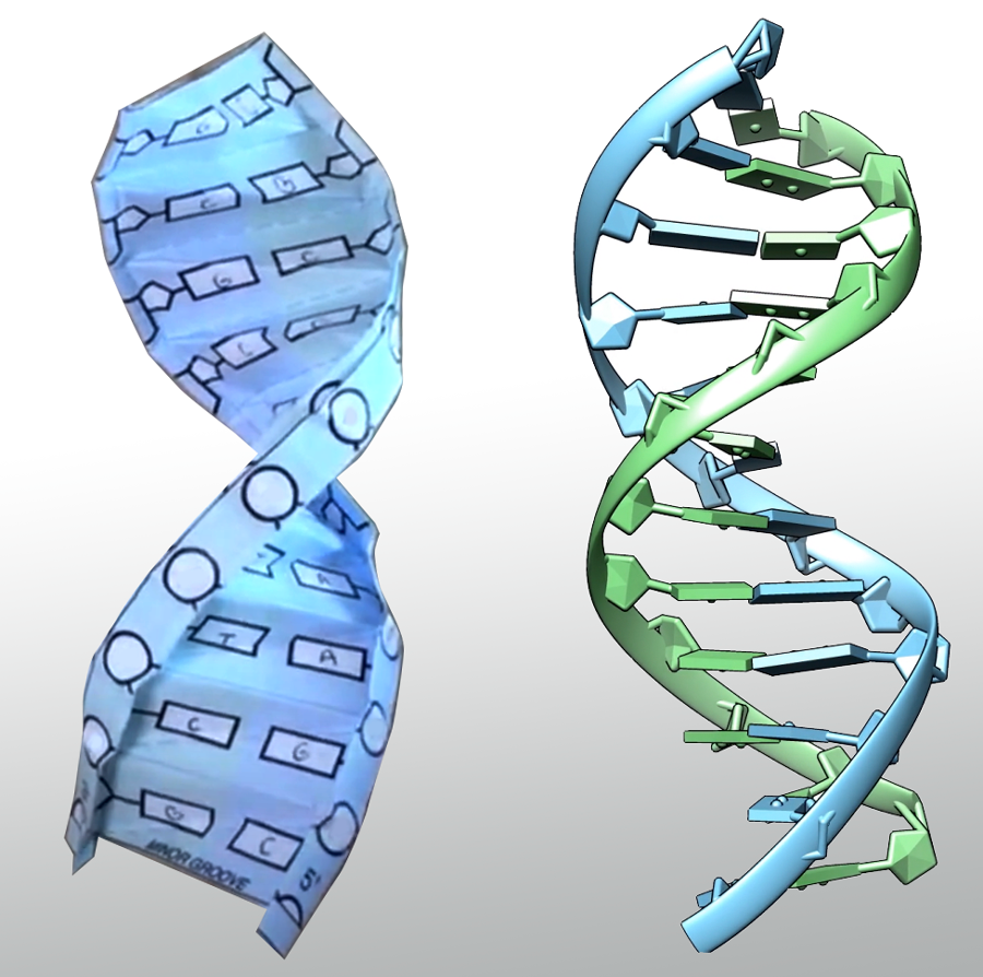 3d dna replication model