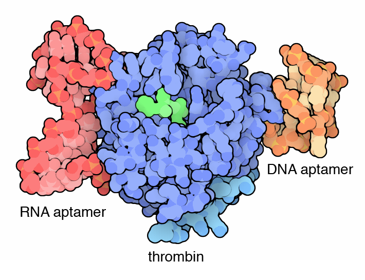 Artificial aptamers that bind to the enzyme thrombin were discovered by artificial evolution of many variant forms of the molecules.