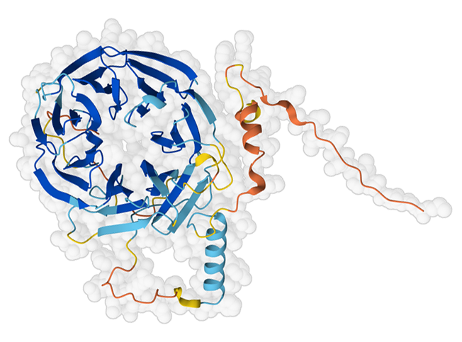 Computed structure model of cortex protein. Well-predicted portions are in blue and poorly-predicted portions are in orange.