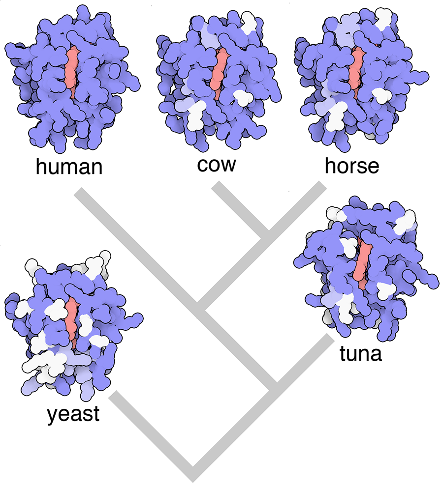<I>Evolution of cytochrome c. Variations in the protein from different organisms are compared to the human form, with small, conservative changes in light blue and larger changes in white. By counting up the number of changes, we can see that yeast is more distantly related to us than the other three animals.</I>