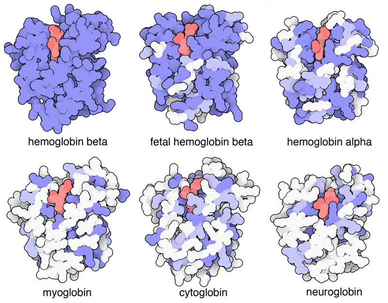 Human globins encoded in the human genome are thought to have evolved by gene duplication from a common ancestral protein. Similarities in protein sequence are colored as in the previous figure, with hemoglobin beta as the reference. Notice that the amino acids around the heme (red) are the most conserved portions of the proteins.