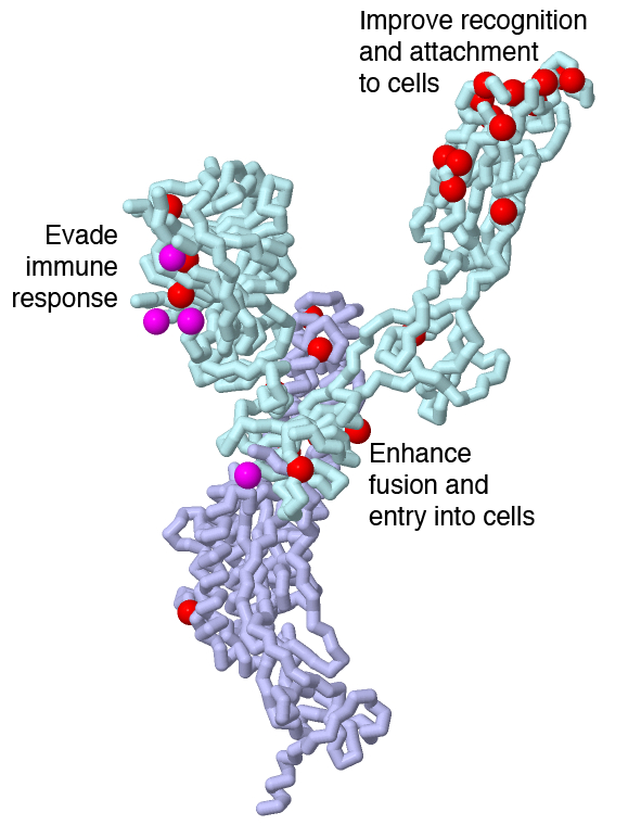 Mutations in an omicron variant of SARS-CoV-2 spike. Mutation sites are in red and deletion sites are in magenta. 