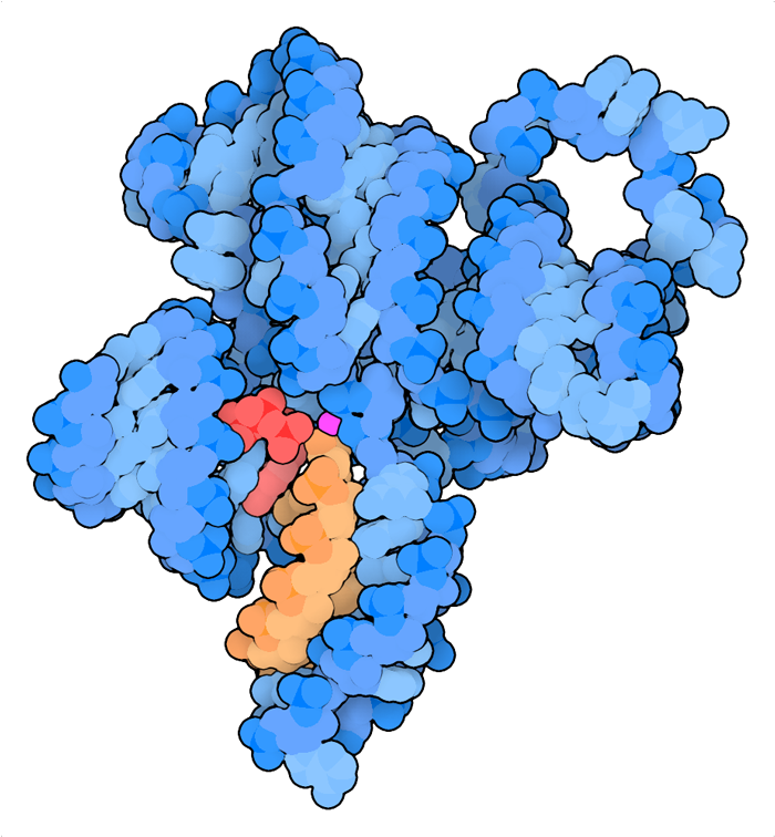 RNA ligase ribozyme. This structure includes an artificial ribozyme (blue) that can connect a nucleotide (red) to an RNA chain (orange) with the help of a magnesium ion (magenta).