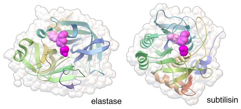 Convergent evolution of serine proteases. The active site triad is shown in magenta, with serine in the brightest color. Note that the triad is structurally similar, but the overall folds of the two proteins are entirely different.