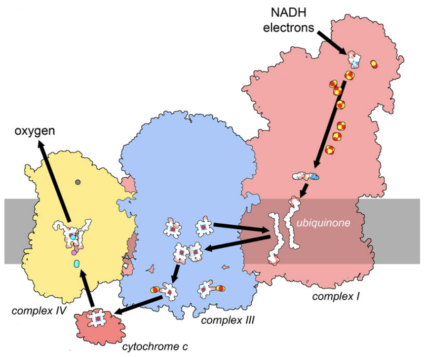 Telomerase from PDB entry 6d6v