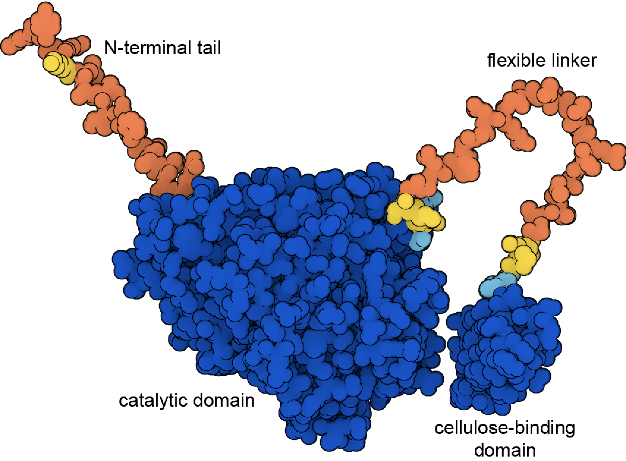Extracellular domain of HER2 bound to two therapeutic antibodies: pertuzumab and trastuzumab (left) Ras protein protein with Sotorasib in the active site (right)