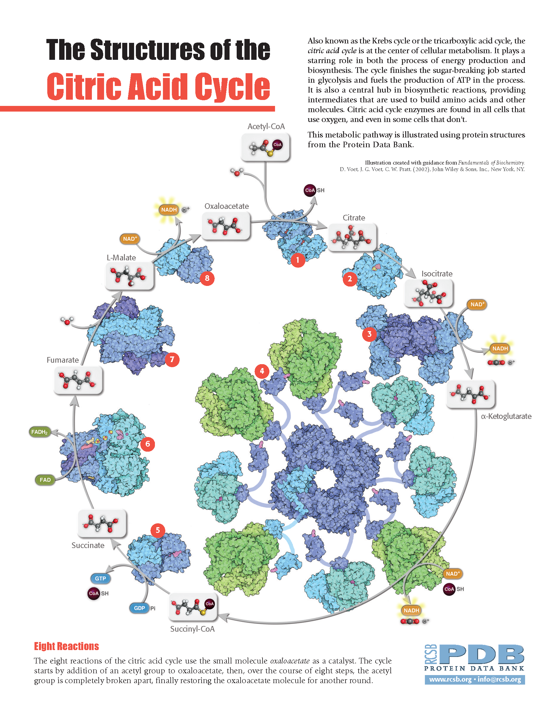 citric-acid-cycle