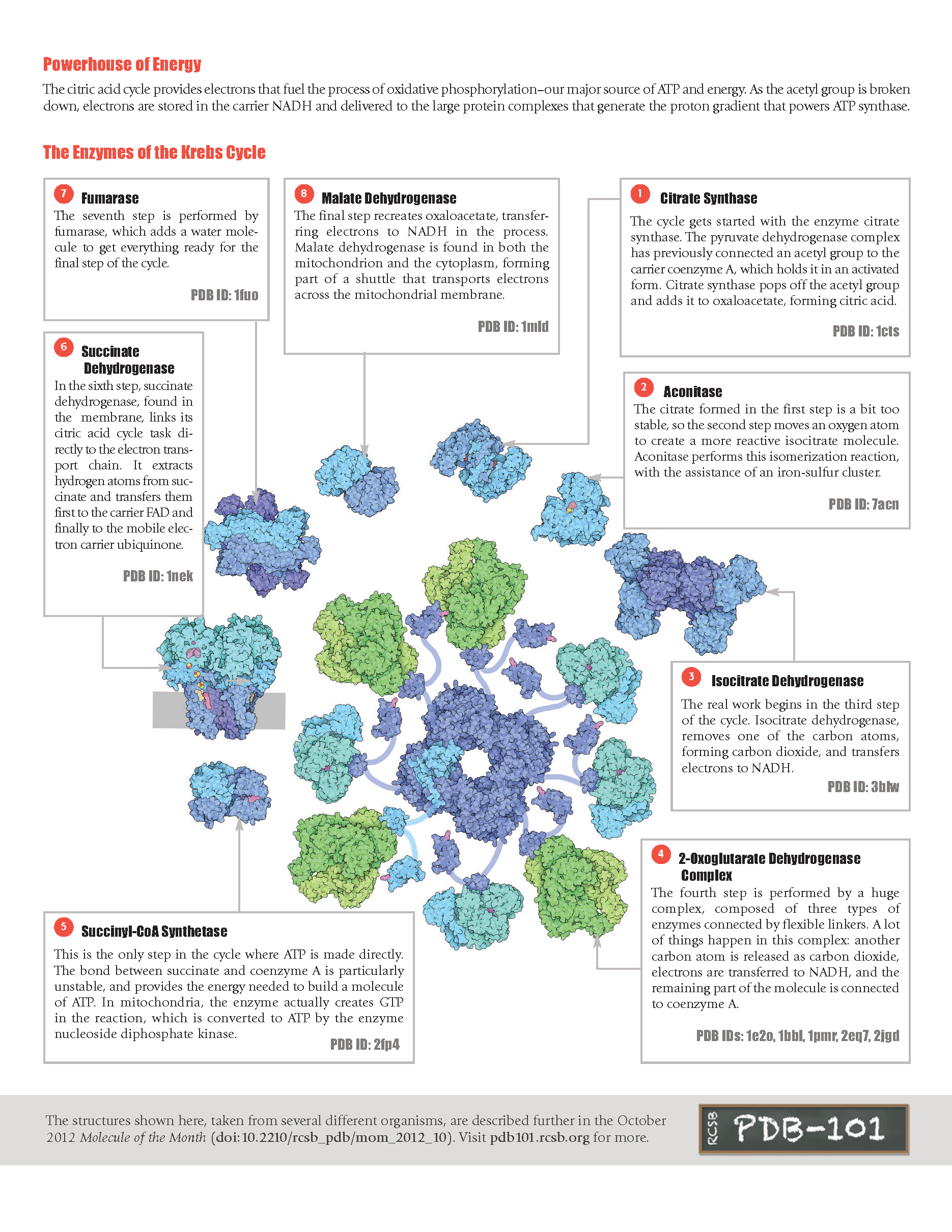 pdb-101-learn-flyers-posters-calendars-flyers-the-structures-of