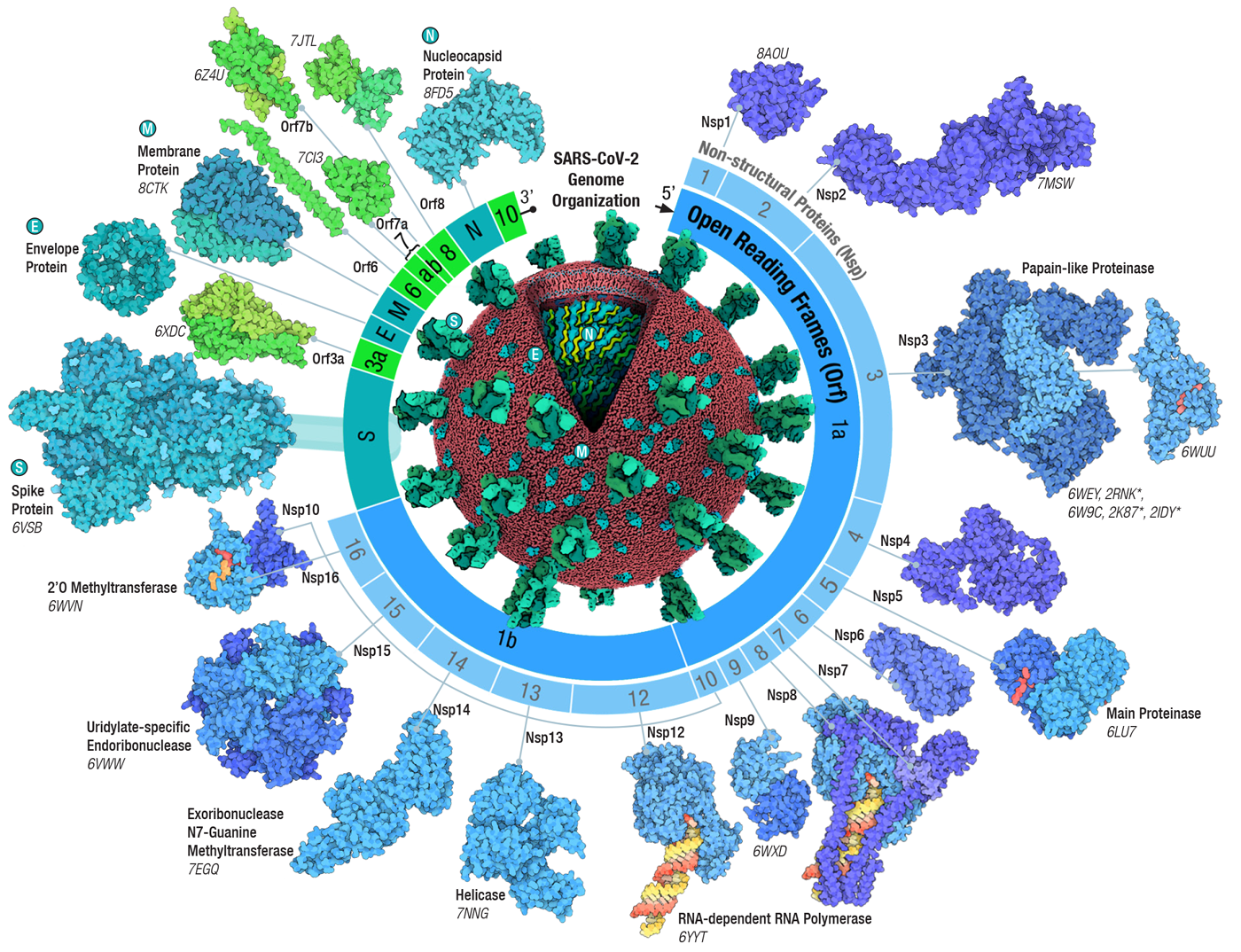 Adapted from Architecture of the SARS-CoV-2 genome and proteome in Evolution of the SARS-CoV-2 proteome in three dimensions (3D) during the first 6 months of the COVID-19 pandemic <I>Proteins: Structure, Function, and Bioinformatics</I> (2022) 90: 1054-1080; doi: <a href="https://doi.org/10.1002/prot.26250">10.1002/prot.26250</a>