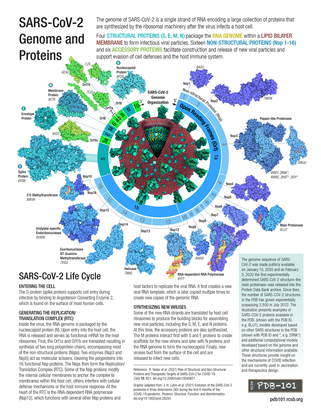 <a href="https://pdb101.rcsb.org/learn/flyers-posters-and-other-resources/flyer/sars-cov-2-genome-and-proteins">Visit PDB-101 for the new flyer and graphic: <BR>SARS-CoV-2 Genome and Proteins</a>