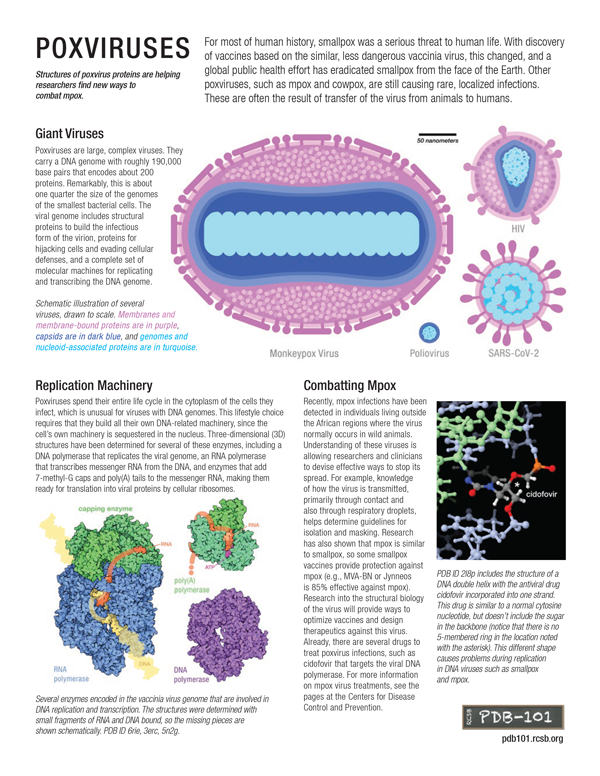 SARS-CoV-2 Genome and Proteins Flyer