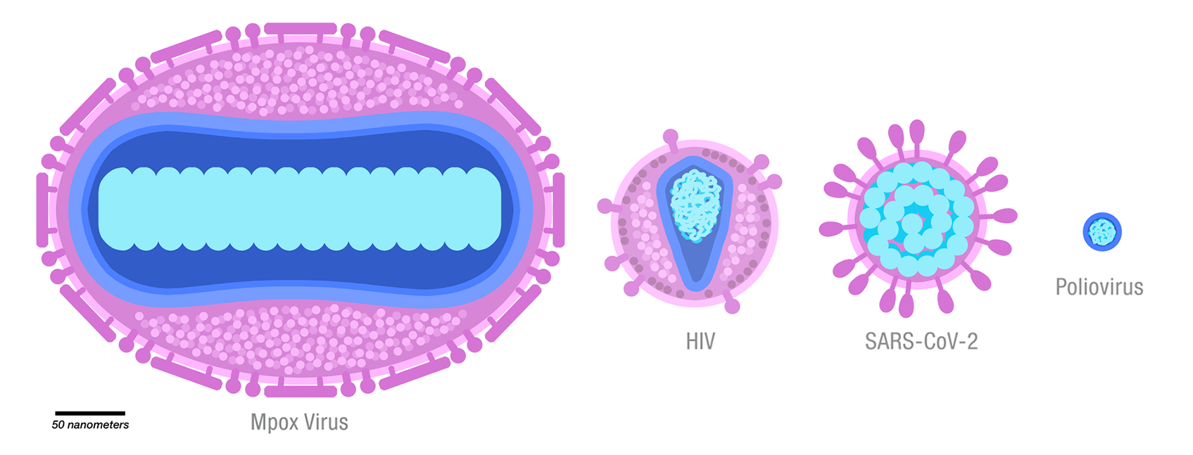 Schematic illustration of several viruses, drawn to scale. Membranes and membrane-bound proteins are in purple, capsids are in dark blue, and genomes and nucleoid-associated proteins are in turquoise.