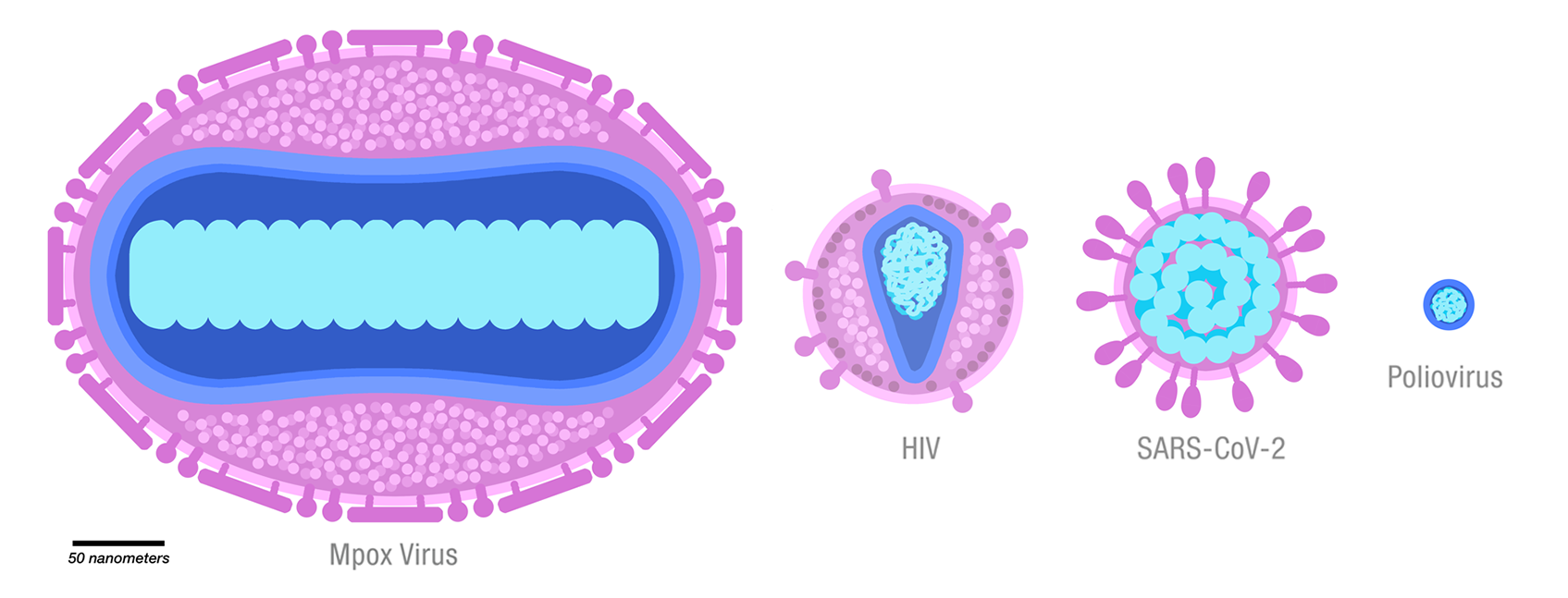 pox virus structure