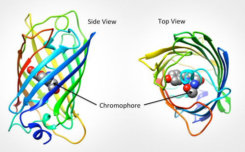 jmol gfp protein databank