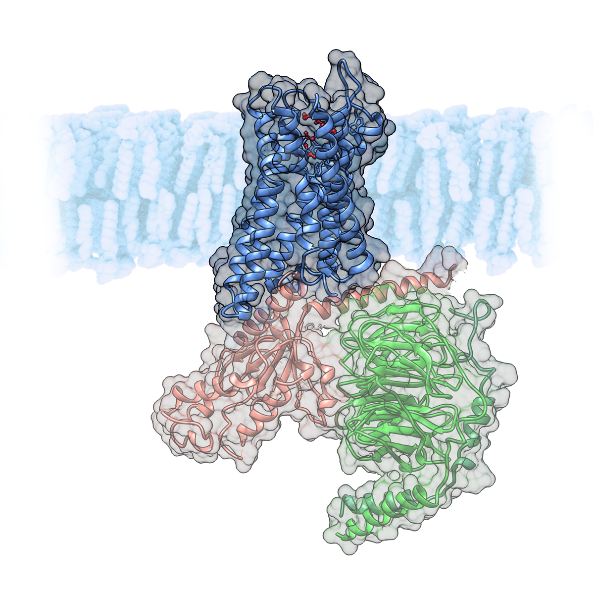 G protein-coupled receptor from PDB structure 6dde