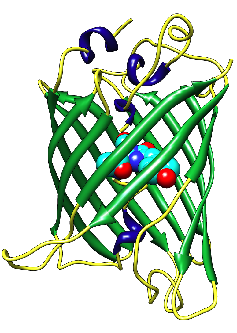 Gfp. GFP белок. GFP Green Fluorescent Protein. 3d структура зеленый флуоресцентный белок.