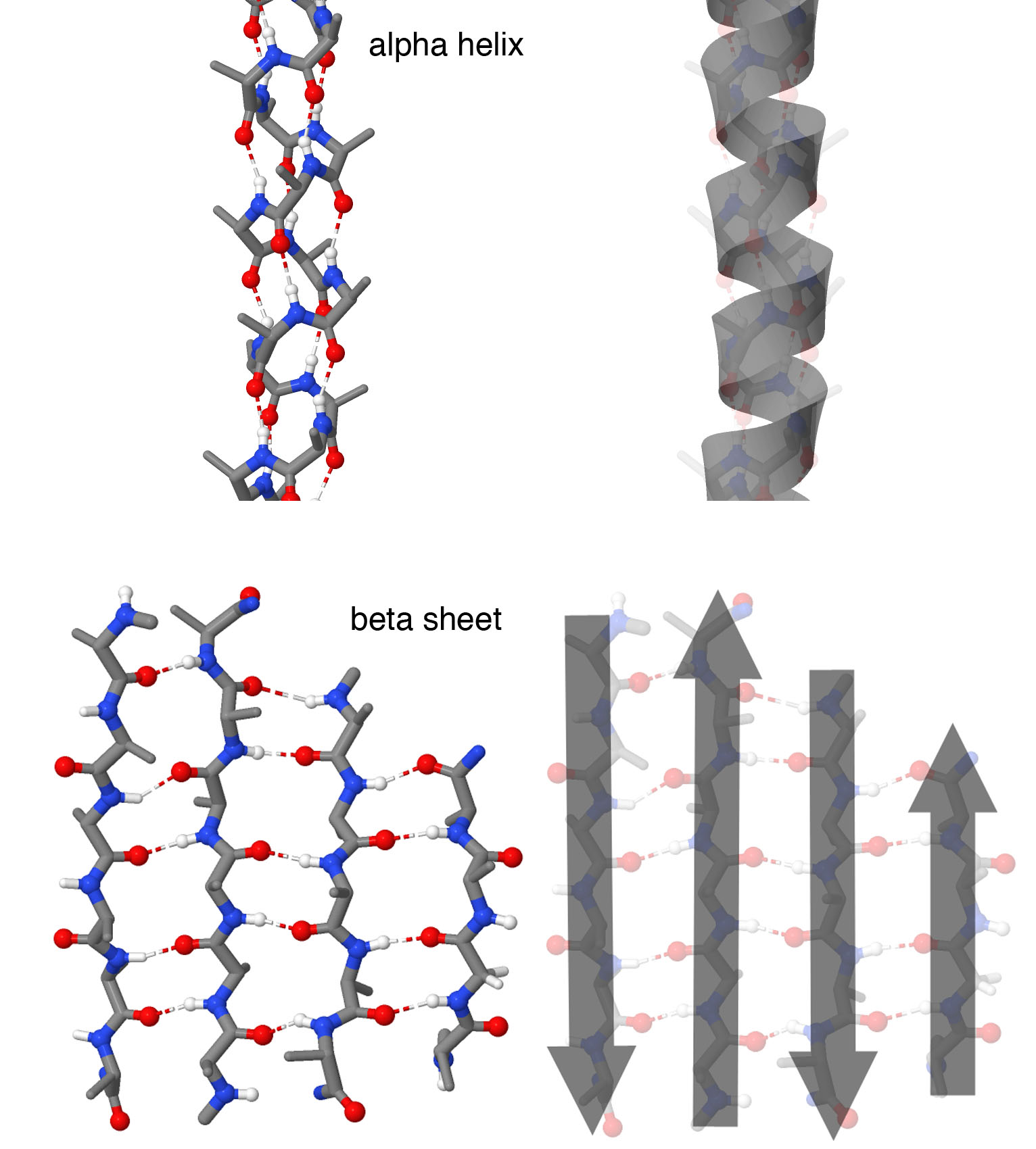 <I>Atomic representations are shown at left, and cartoon representations are shown at left. Alpha helices form spring-shaped structures with each amino acid forming a hydrogen bond with an amino acid further down the chain. Beta strands are extended regions of the chain that form hydrogen bonds with neighboring beta strands, forming a beta sheet. In this structure, four beta strands form the sheet with neighboring strands running in opposite directions, as shown by the cartoon arrows. Note that in these illustrations, side chains are not shown on each amino acid, to make it easier to see the backbone structure. Structures taken from PDB ID 1ic2 and 4gcr.</I>