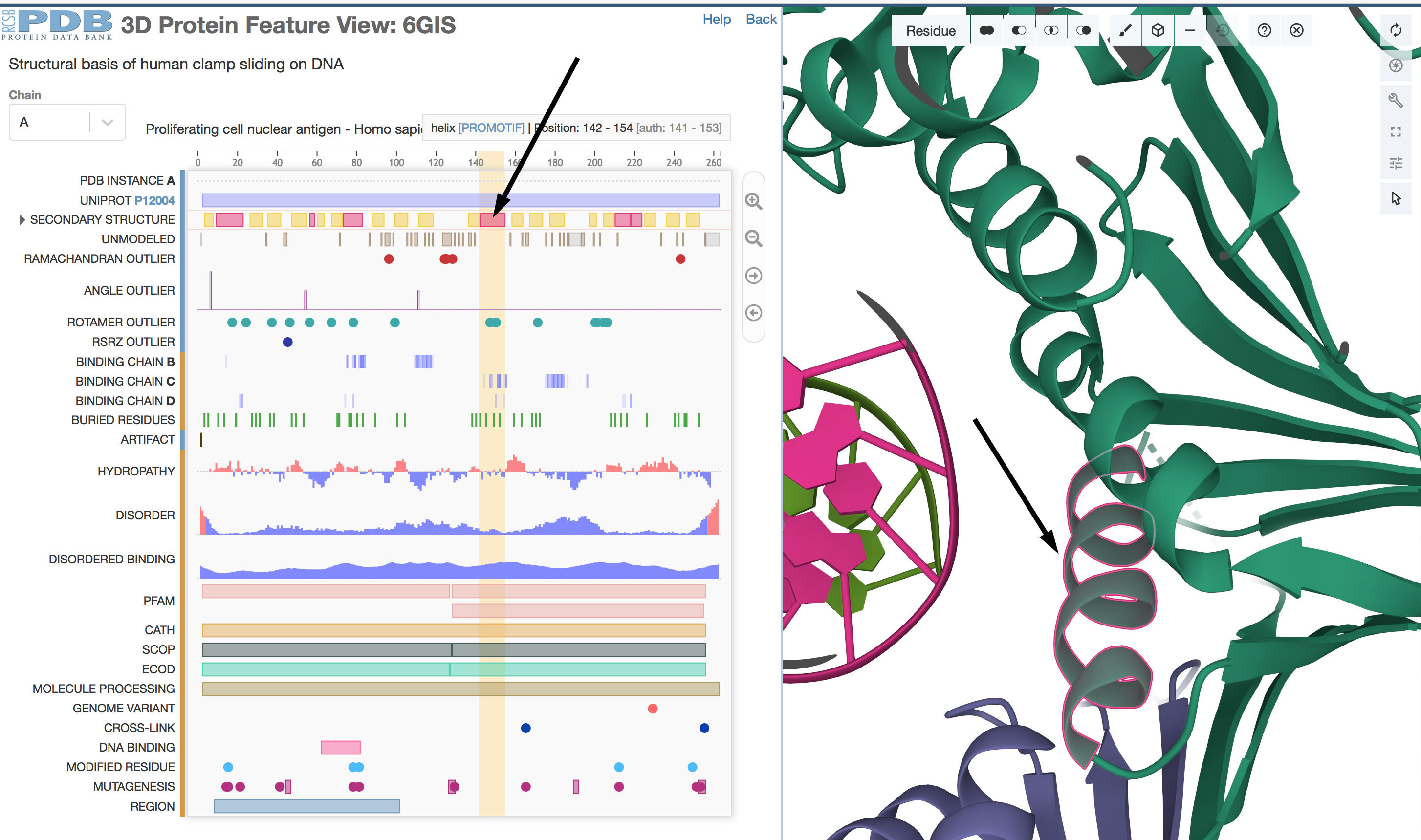 PDB-101: Learn: Guide to Understanding PDB Data: Protein Hierarchical ...