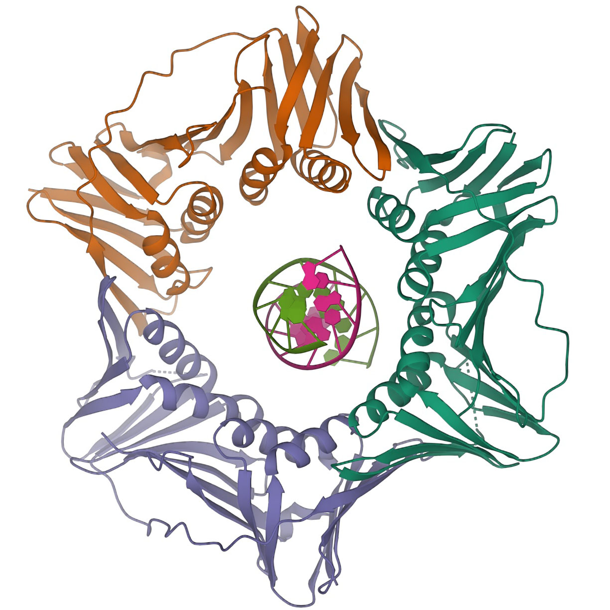 PDB-101: Learn: Guide To Understanding PDB Data: Protein Hierarchical ...