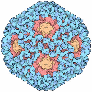 humán papillomavírus molekuláris modellje)