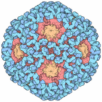 hpv virus cell structure