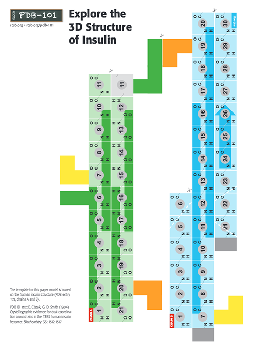 insulin-activity.pdf